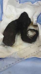 11778046_964393716932262_1274989250_n