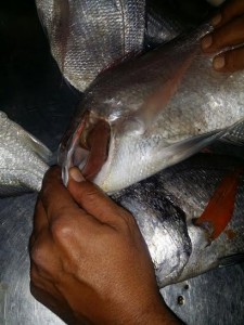 941cf277-fbb1-4e57-a0df-5575c3e655d7