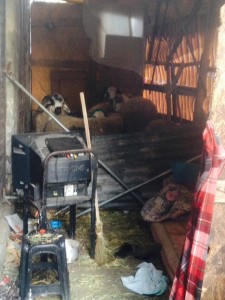 IMG-20150921-WA0306 (1)