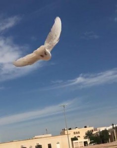 bbc40e27-9607-4c2c-9a89-cf5ffafc564e