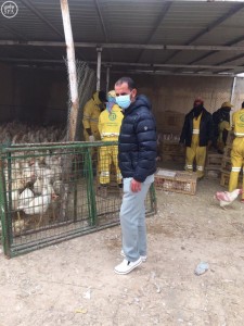 أمانة الرياض تضبط 4 استراحات لتربية الدجاج وذبحها بطريقة غير صحية