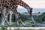 from kenya sweet water national park there was a small lake and group of giraffes drinking just on the sunrise time and i put my 600 mm nikon on a wood to prevent shake and i like the moment when the giraffe raise the head and the birds fly away i just made some enhasment for the photo like the Highlight and shadow also reduse noise and reduse shake with some spot removal for the dots